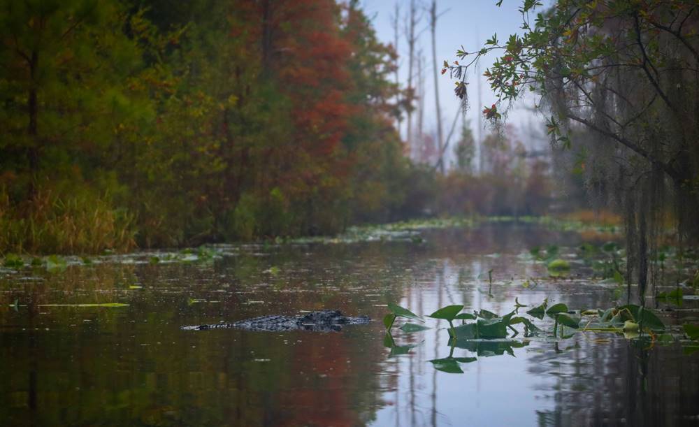 Okefenokee Swamp Georgia